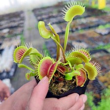 100pcs Venus Fly Trap House Plants Carnivorous Dionaea muscipula Seed Flycatcher