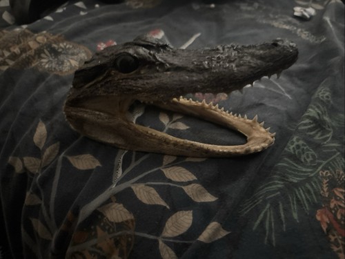Taxidermy head - ,