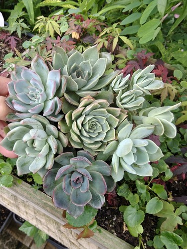 Succulent assortment - succulent,