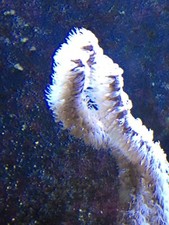 Gorgonia coral wysiwyg - coral,