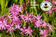 Ragged robin pink perennial - robin,