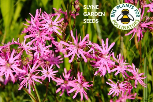 Ragged robin pink perennial - ragged,