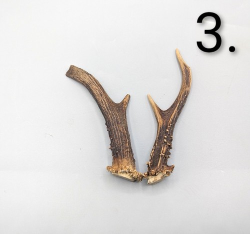 Roe deer antlers voodoo - roe, antlers,