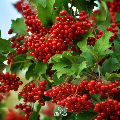 Viburnum opulus seeds pcs - seeds,