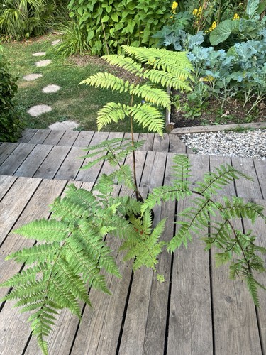 Cyathea medullaris black tree - cyathea, (black