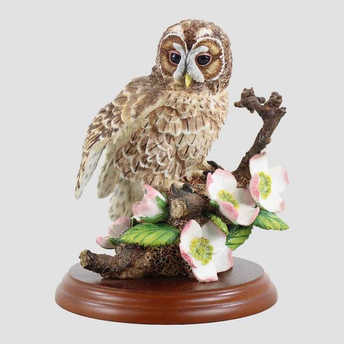 Tawny owl with - owl, wild
