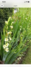 Sisyrinchium Striatum Starter Plants X6 Cottage Garden Perennial