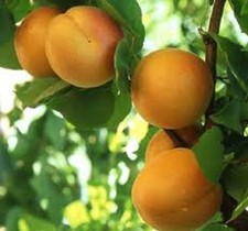 20 x ​Apricot tree seeds (prunus armenaica)