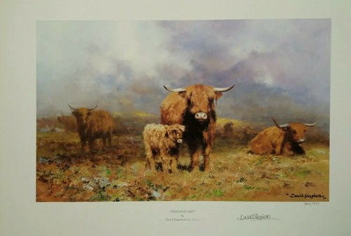 Highland mist cattle cows - cattle,