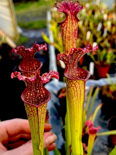 Sarracenia readii - x,