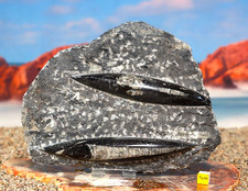 Superb fossil orthoceras - superb,