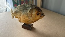 Taxidermy piranha (Brazil)