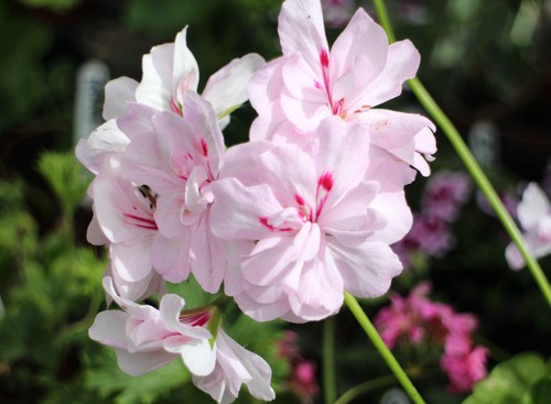 Pelargonium colonel - pelargonium,