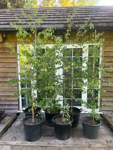 Silver birch trees betula - silver,