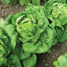 Lettuce Seed Vegetable Garden