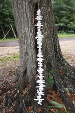 GARLAND, White washed