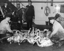 Ambulance men treating some swans they rescued from thick oil R- 1957 Old Photo