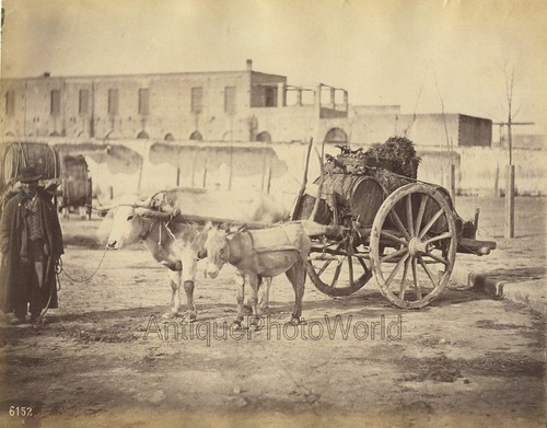 Man and donkey cart - man,