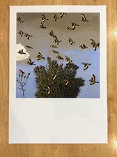 Original David Inshaw print 'Goldfinches'