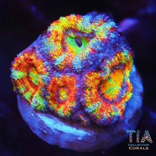 Tank Grown TSA Ultra Rainbow