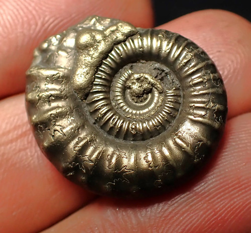 Crucilobiceras pyrite ammonite