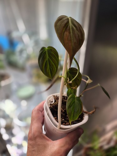 Philodendron micans velvet - philodendron,