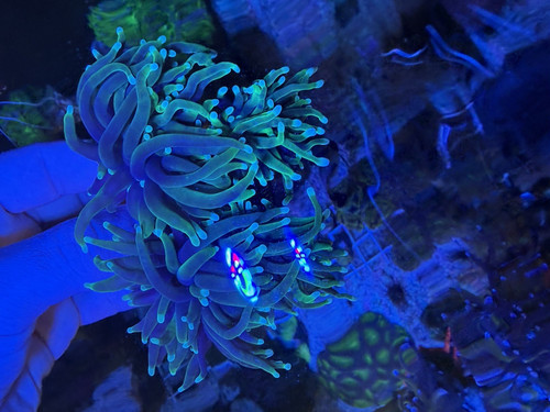 Wysiwyg green neon tip - wysiwyg,