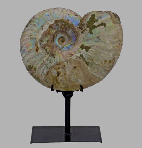 Fossil ammonite iridescent - fossil,