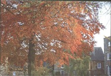 DURHAM CATHEDRAL, THE COLLEGE, AUTUMN LEAVES, County Durham - Vintage POSTCARD