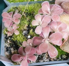 Pinguicula Cherry Blossom 2