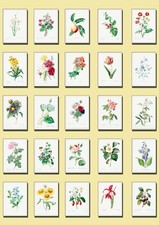 Vintage Floral Botanical Art Prints Lots of Designs Available Framed Flower Art