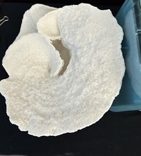 Marine Montipora Corals