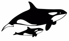 Killer Whale Wall Art Decal /