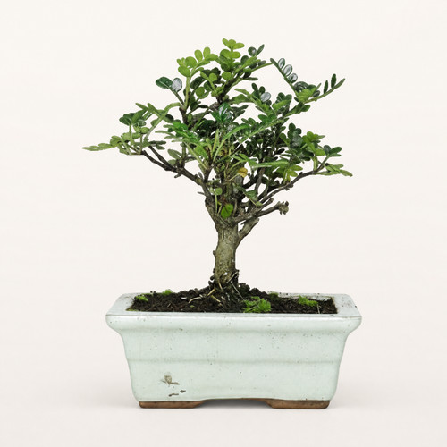 Chinese pepper zanthoxylum - chinese, (zanthoxylum