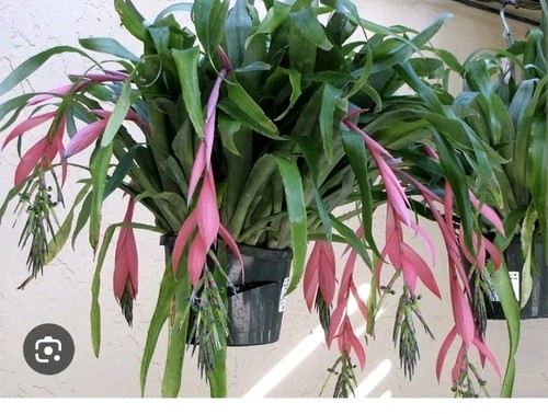 Billbergia bromeliad nutans - bromeliad,