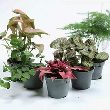 Tropical Terrarium Plant Mix 3