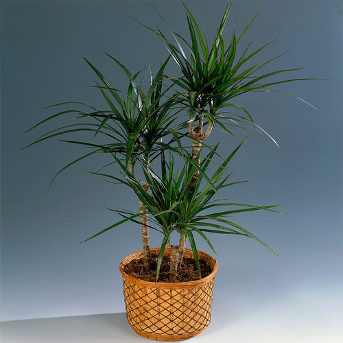 Ideal gift plant for home - gift,