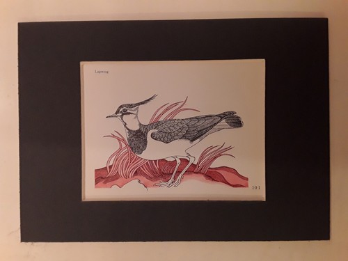 Harry titcombe artist - harry, titcombe,