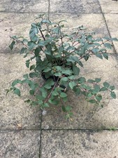 Hardy Perennials Garden Plant