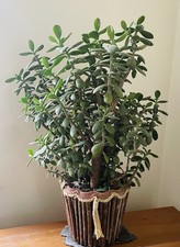 Crassula Ovata Jade Money