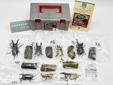 Colorata Stag Beetles Real