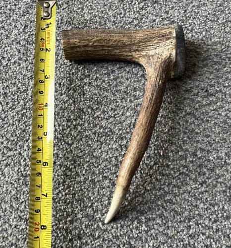 Deer antler horn - deer, antler/horn
