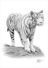 YOUNG WHITE TIGER pencil