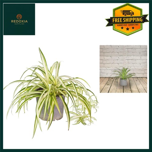 Vibrant spider plant - spider, for