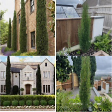4 X  ITALIAN CYPRESS Trees Approx 15cm Cupressus