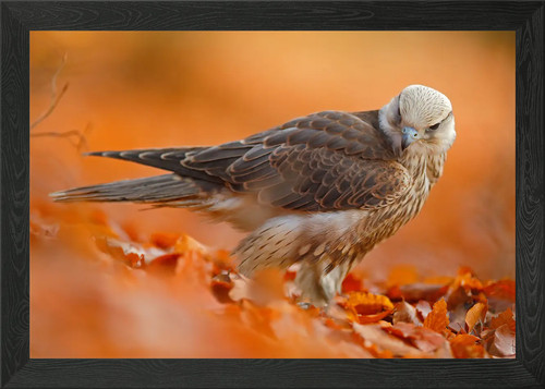 Lanner falcon rare - bird, of