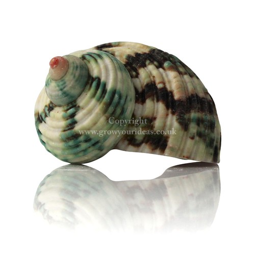 Turbo green large - large, seashell