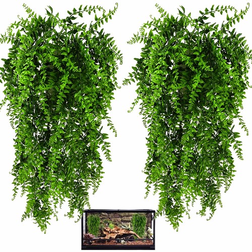 Pack reptile plants - reptile,