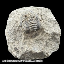 Cornuproetus cornutus