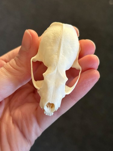 Mink skull tops oddities - mink,